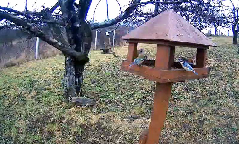 Webkamerán is láthatók egy nógrádi madáretető vendégei
