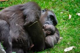 Gorillakölyök született a fővárosi állatkertben